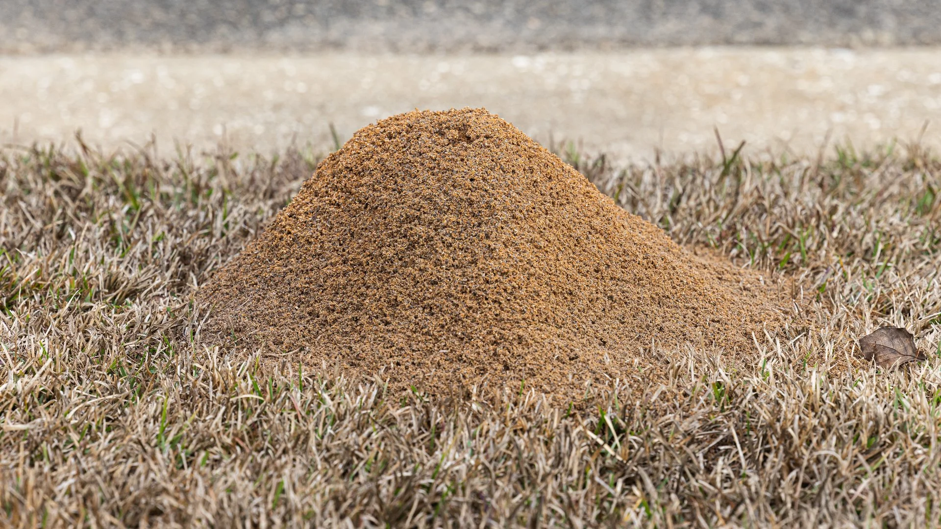 Home in Grand Rapids, MI with green grass that's weed-free.