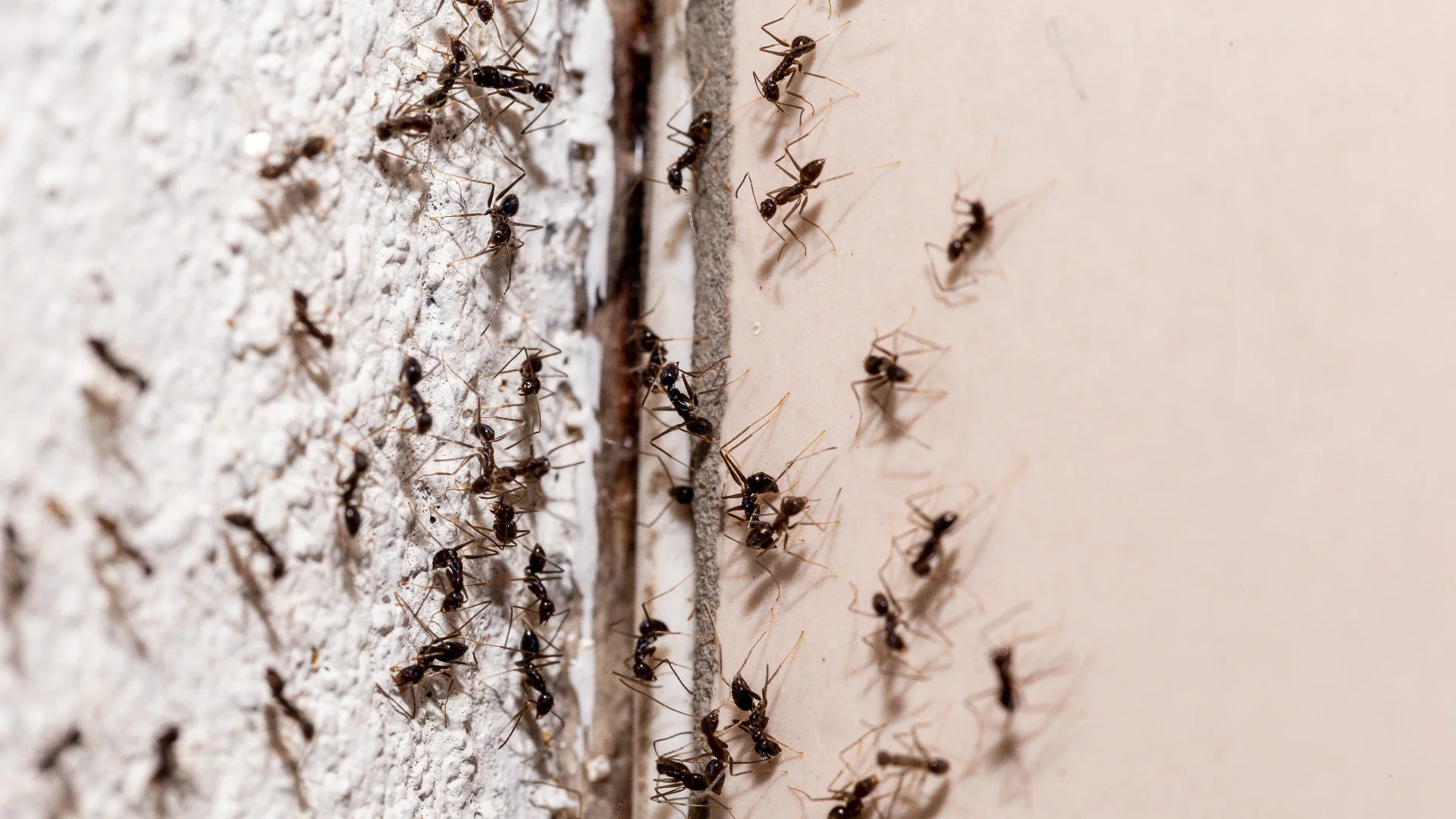 Home in Grand Rapids, MI with green grass that's weed-free.