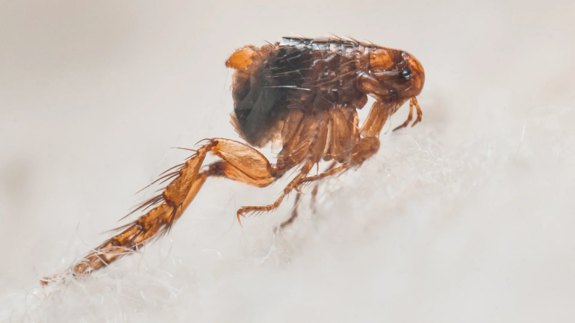 Home in Grand Rapids, MI with green grass that's weed-free.