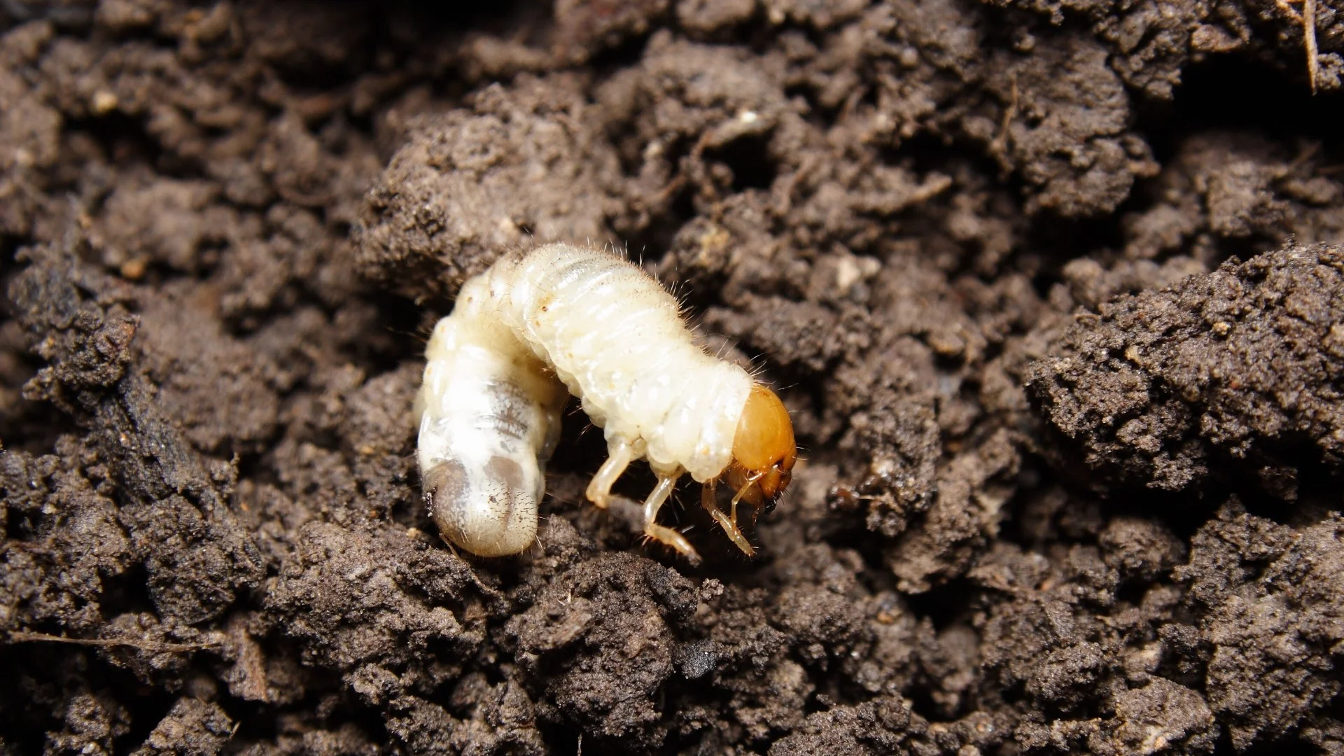 Want to Avoid a Grub Infestation? Invest in This Treatment!