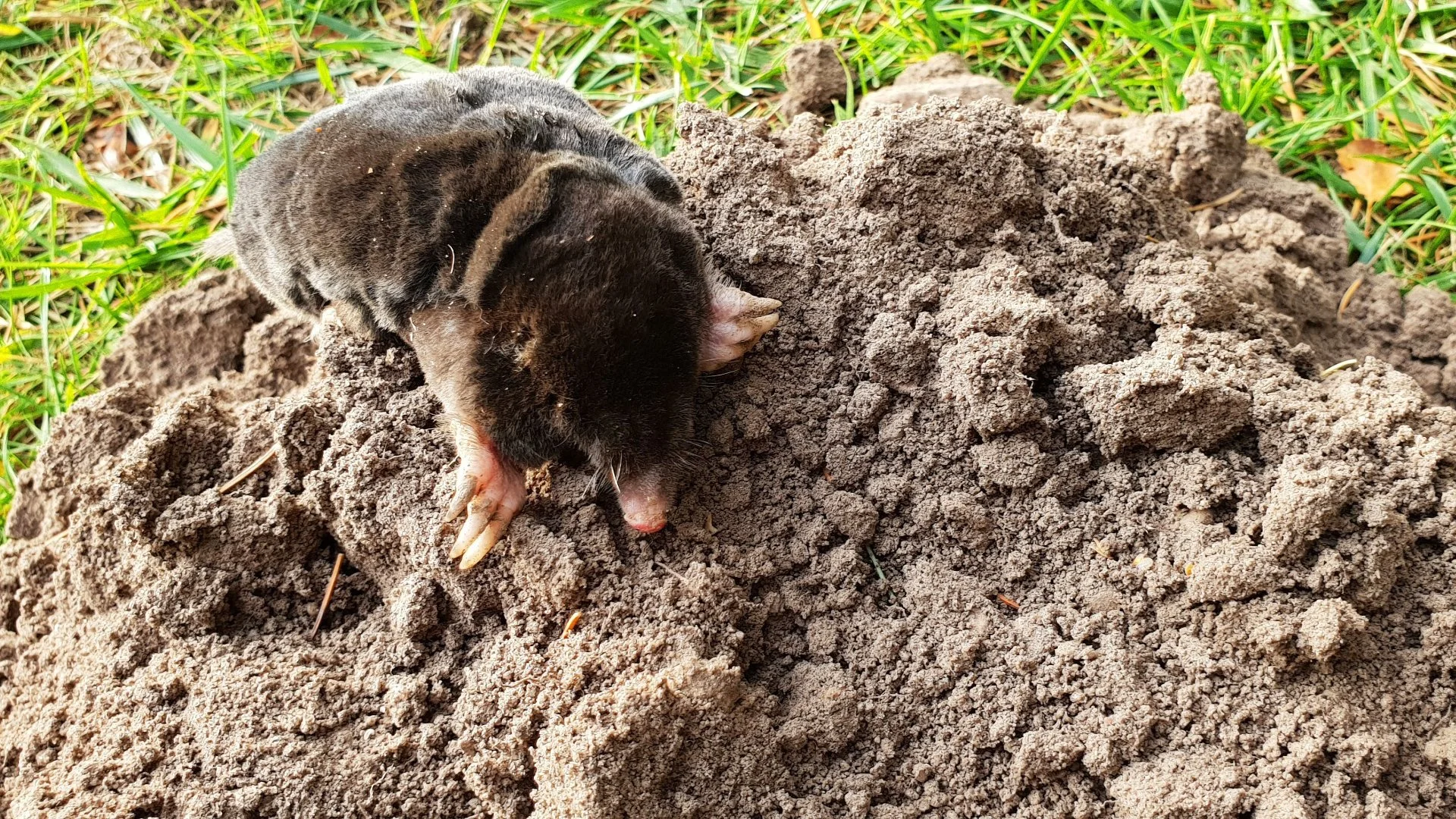 Does Your Lawn Have Mole Damage? Here's How to Tell