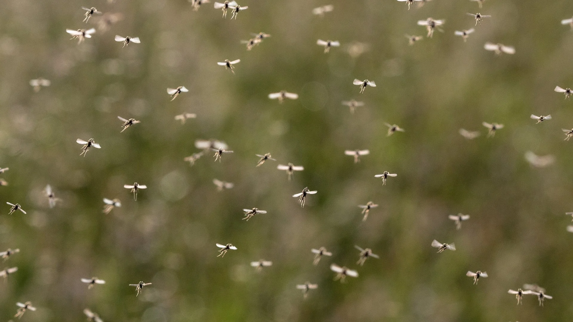 Home in Grand Rapids, MI with green grass that's weed-free.