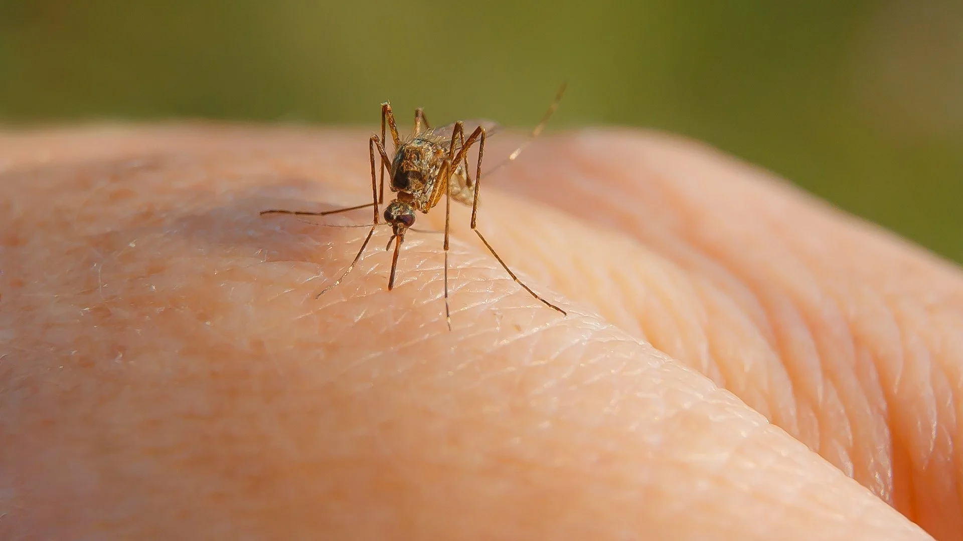 3 Ways to Keep Mosquitoes From Biting You While Outside