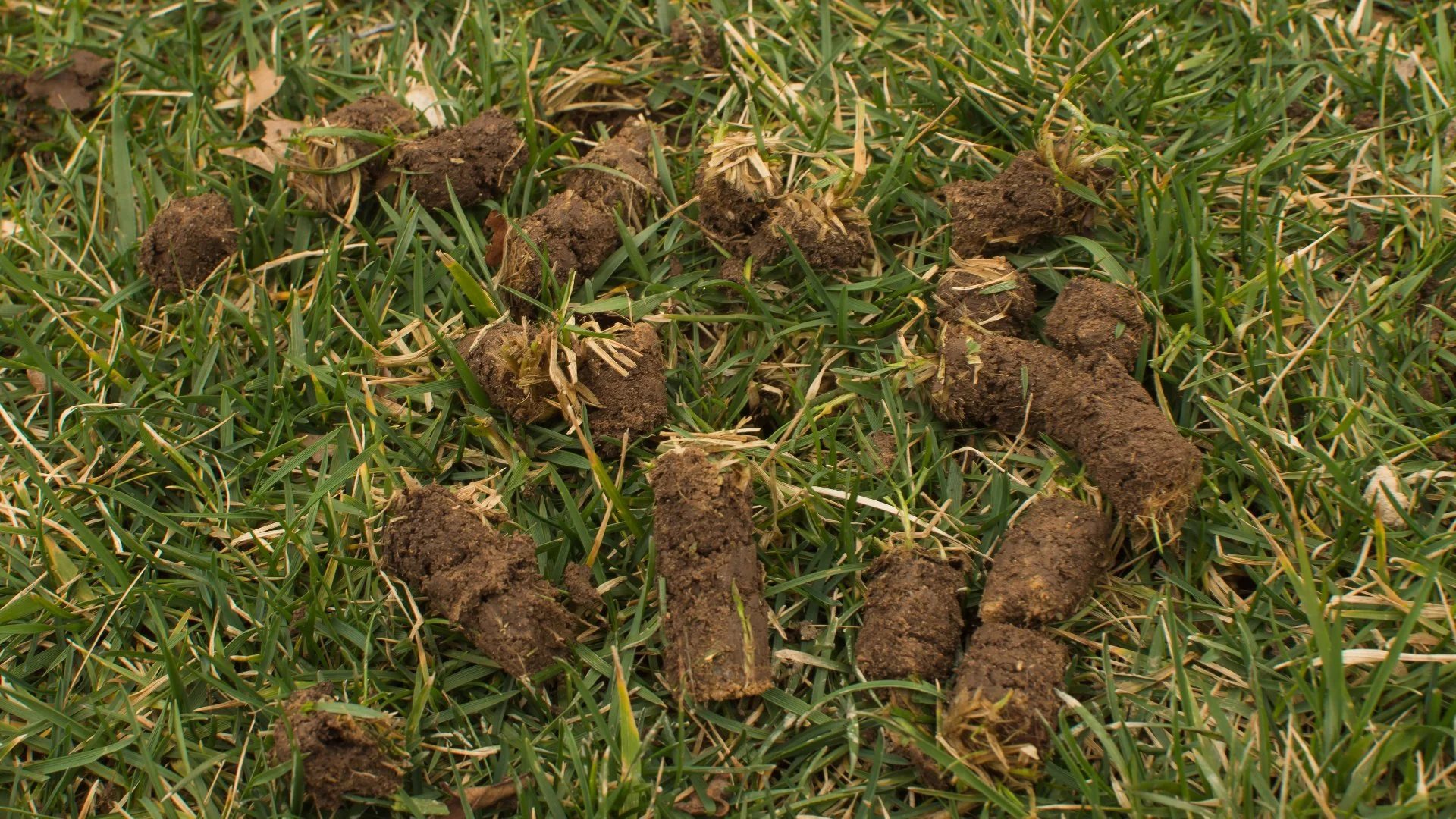 Should Core Aeration Leave Clumps of Soil Across Your Lawn?