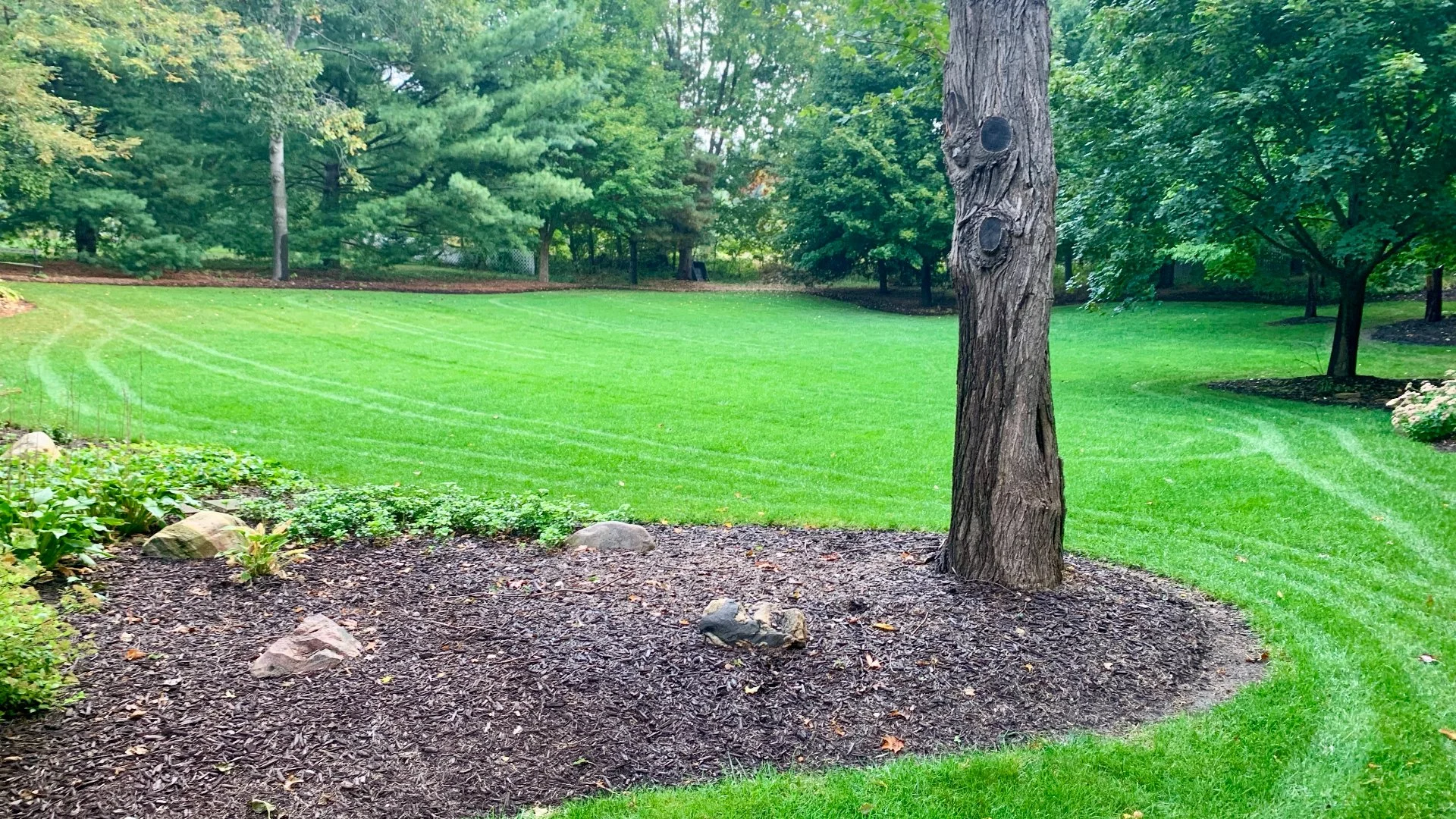 Home in Grand Rapids, MI with green grass that's weed-free.