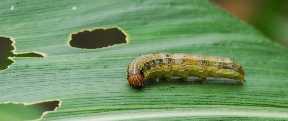 Armyworm on a damaged grass blade in Grand Rapids, MI.