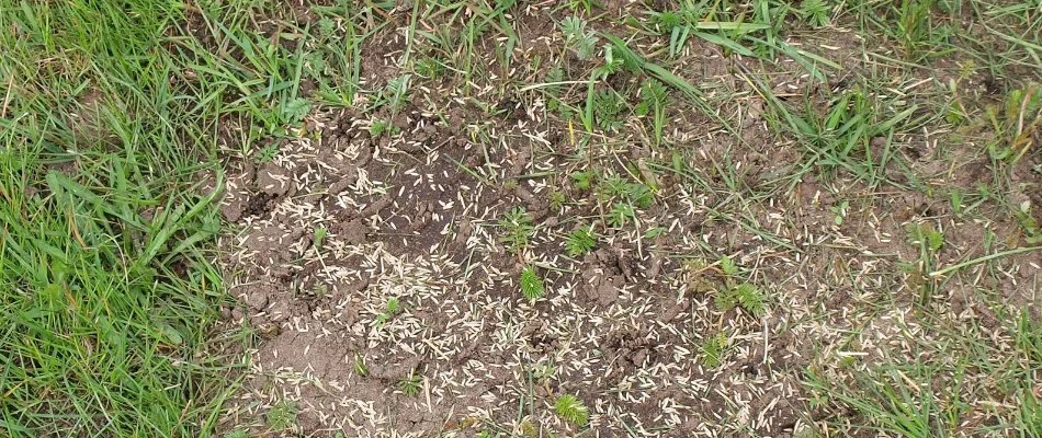 Bare patch on a lawn in Grand Rapids, MI, with grass seeds.