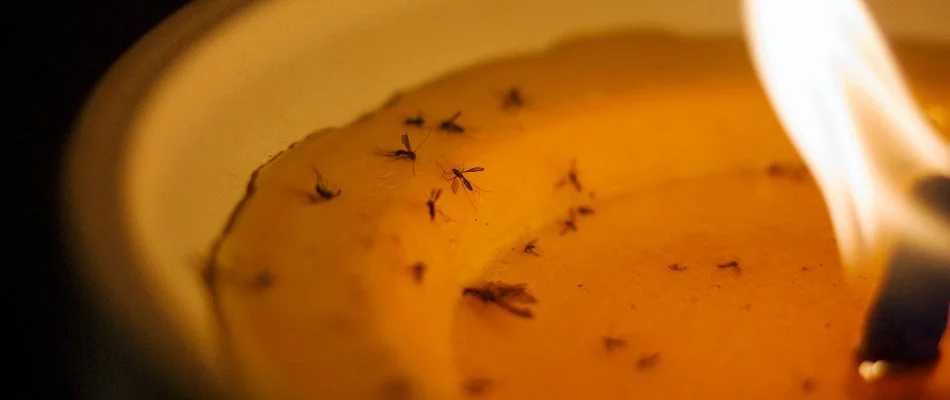 Dead mosquitoes in Grand Rapids, MI, on citronella candle.