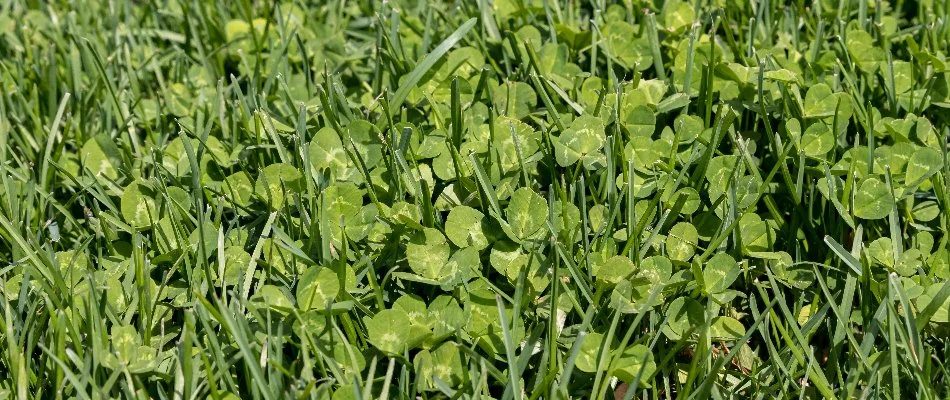 Grass and clover weeds in Grand Rapids, MI.