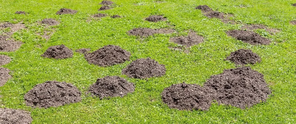 Lawn in Grand Rapids, MI, with multiple mole hills.