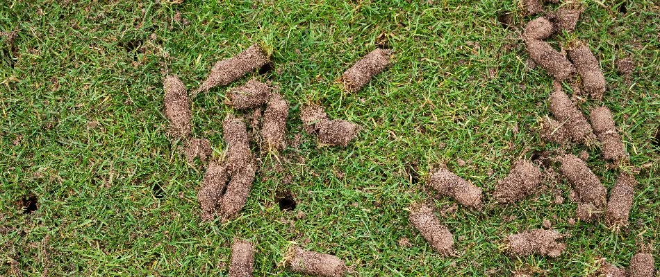 Lawn in Grand Rapids, MI, with soil cores.