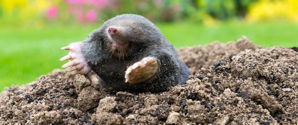 Mole in Grand Rapids, MI, emerging from the ground.