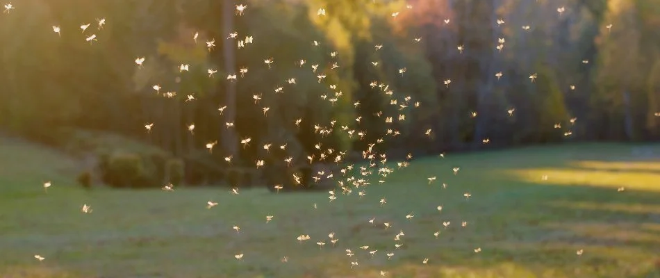 Mosquitoes flying around outside in Grand Rapids, MI.