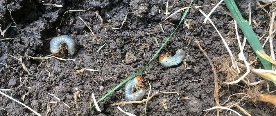 Soil in Grand Rapids, MI, with three white grubs.