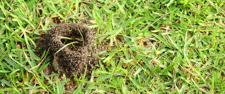 Ant hill on a green lawn in Jenison, MI.