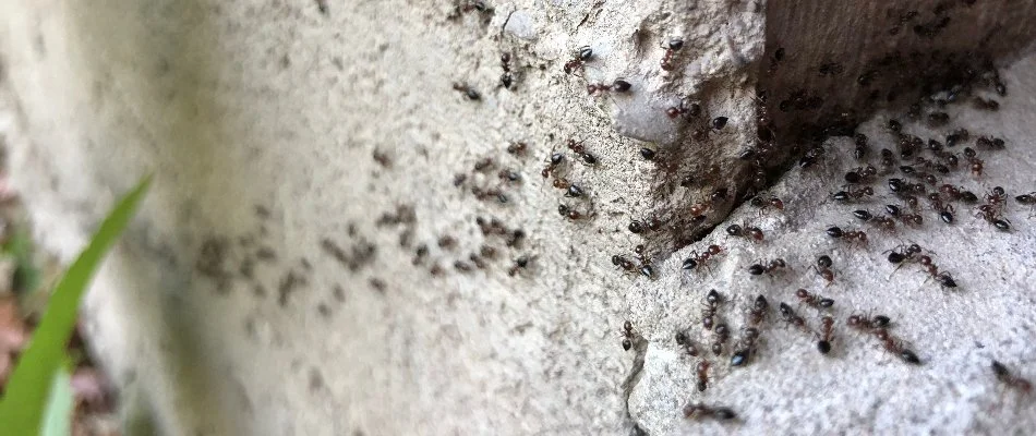Ants crawling on a wall in Grand Rapids, MI.