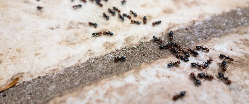 Ants in Byron Center, MI, crawling on the ground.