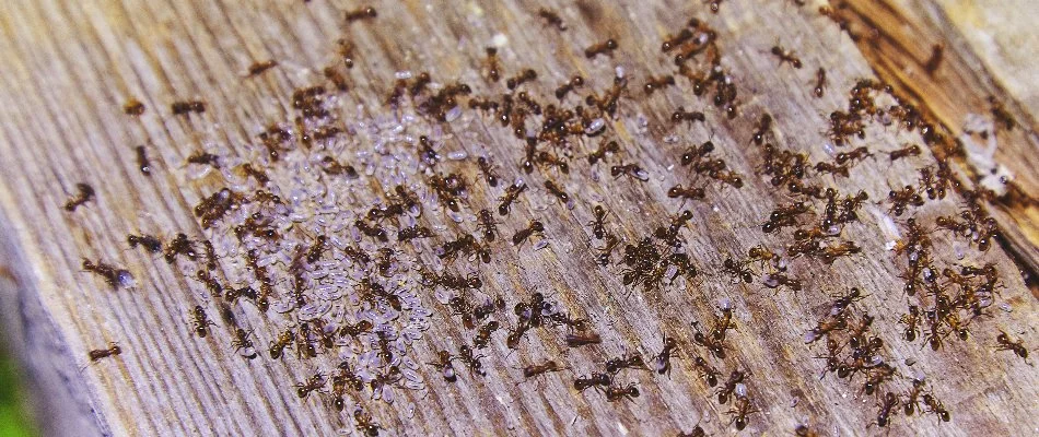 Ants on wood in Norton Shores, MI.