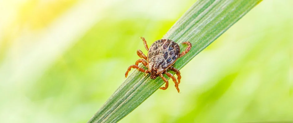 Blade of grass with tick in Grand Rapids, MI.