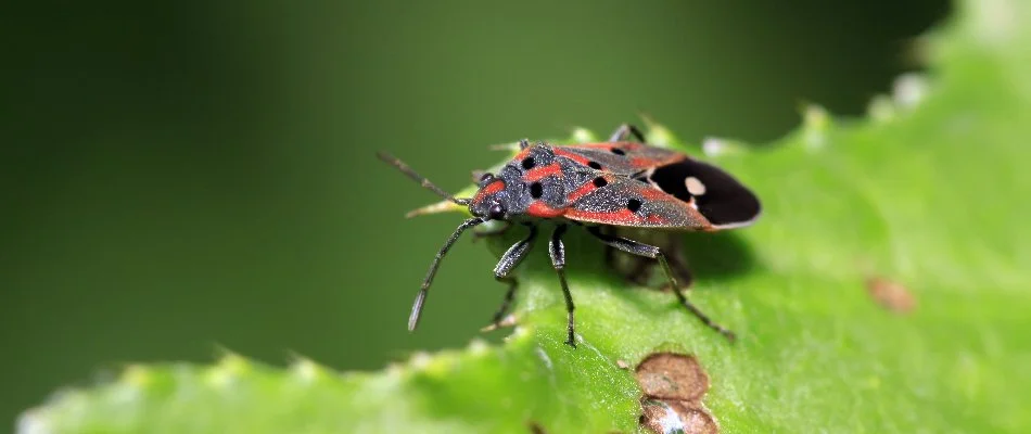 Chinch bug chewing on a green leaf in Grand Rapids, MI.