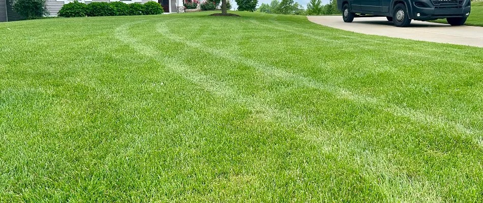 Closeup of lush, green grass and a van in Grand Rapids, MI.
