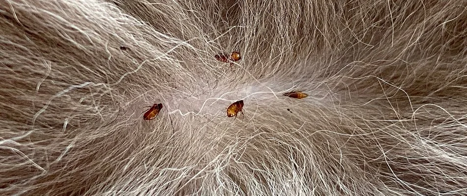 Dead fleas on pet fur in Wyoming, MI.