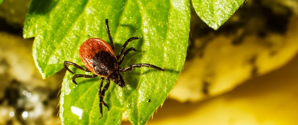 Plant in Holt, MI, with deer tick.