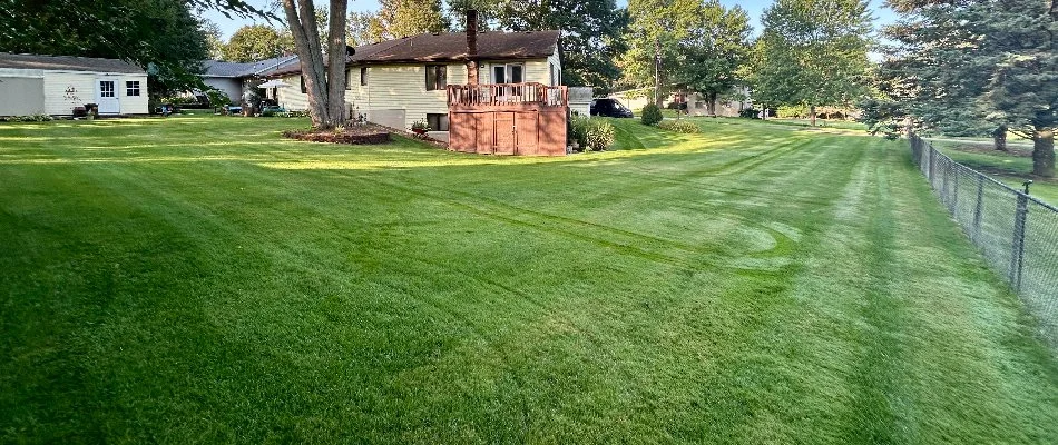 Dense green grass around a house in Greenville, MI.