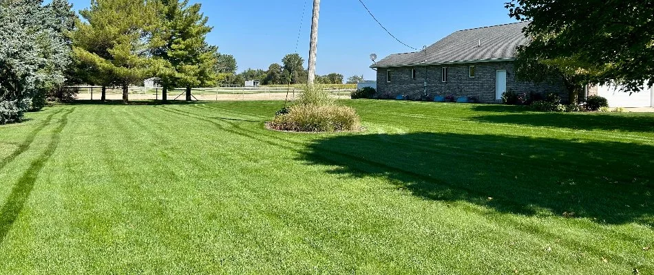 Dense, green lawn with trees in East Grand Rapids, MI.
