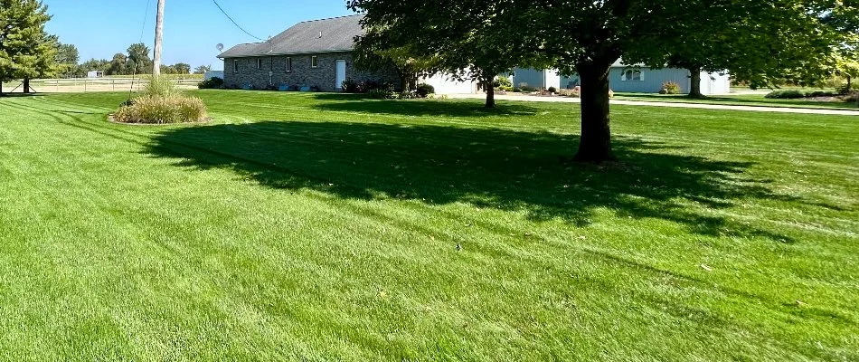 Dense lawn in Allendale, MI, with a tree shadow.