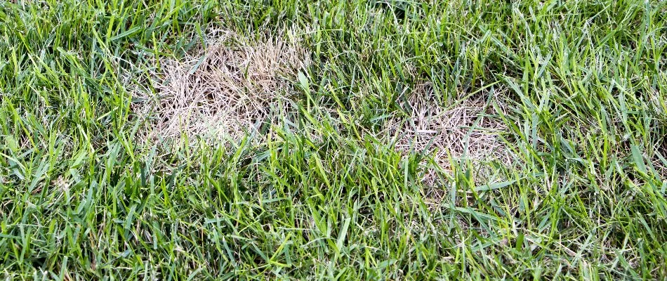 Dollar spot disease on a lawn in Grand Rapids, MI.