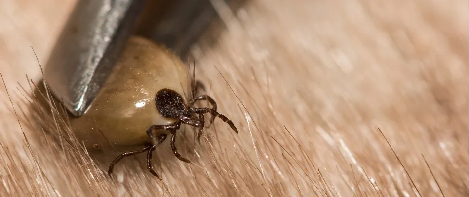 Fat tick in Grand Rapids, MI, on tweezers.