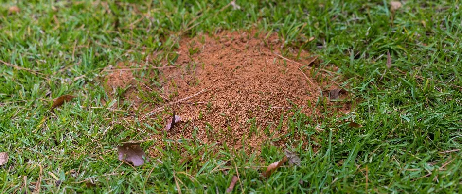 Fire ant mound on a lawn in Rockford, MI.