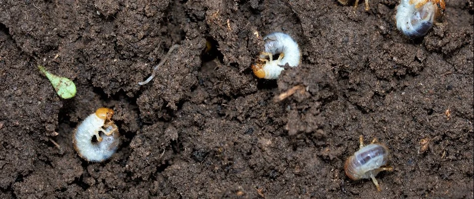 Four white grubs on soil in Grand Rapids, MI.