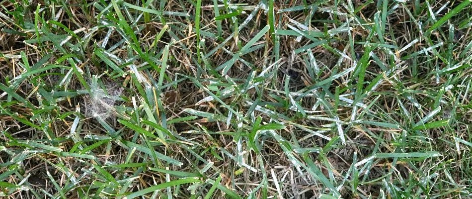 Grass blades in Grand Rapids, MI, with powdery mildew.