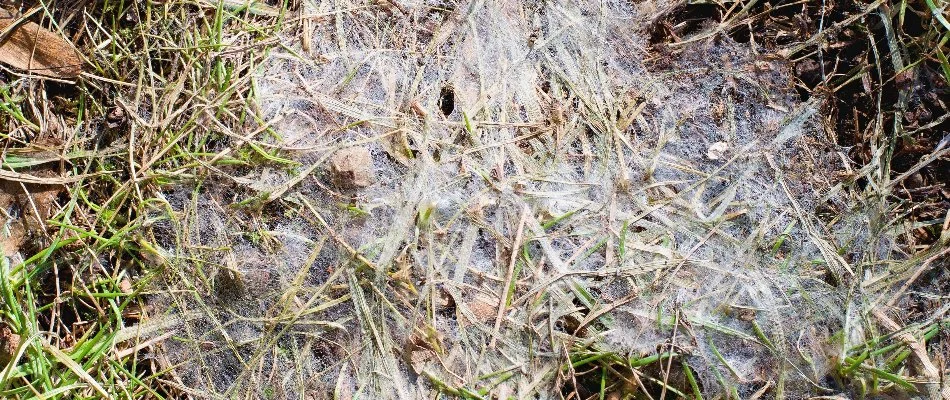 Grass blades in Grand Rapids, MI, with snow mold.