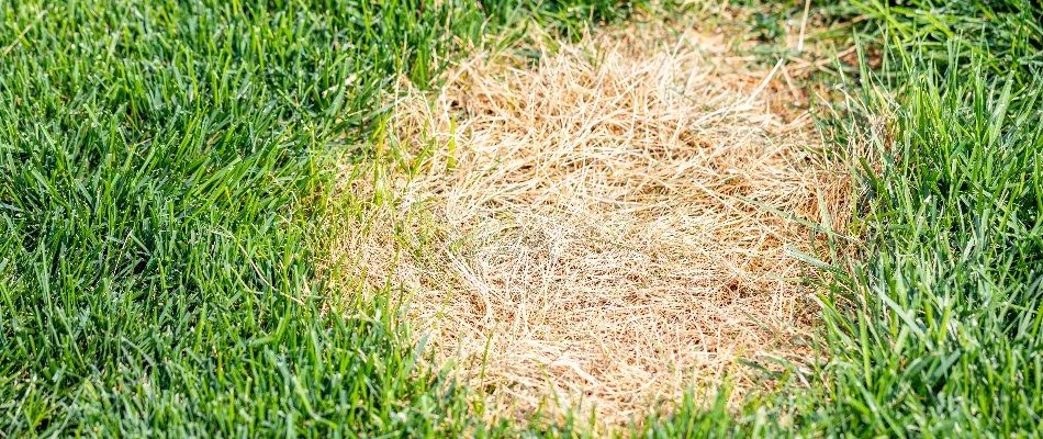 Grass in Grand Rapids, MI, affected by dollar spot disease.