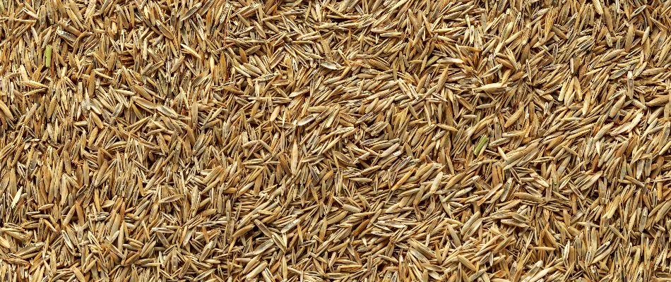 Grass seeds for overseeding a lawn in Grand Rapids, MI.