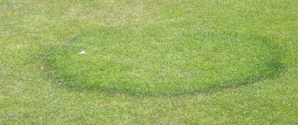 Lawn in Grand Rapids, MI, with fairy ring disease.