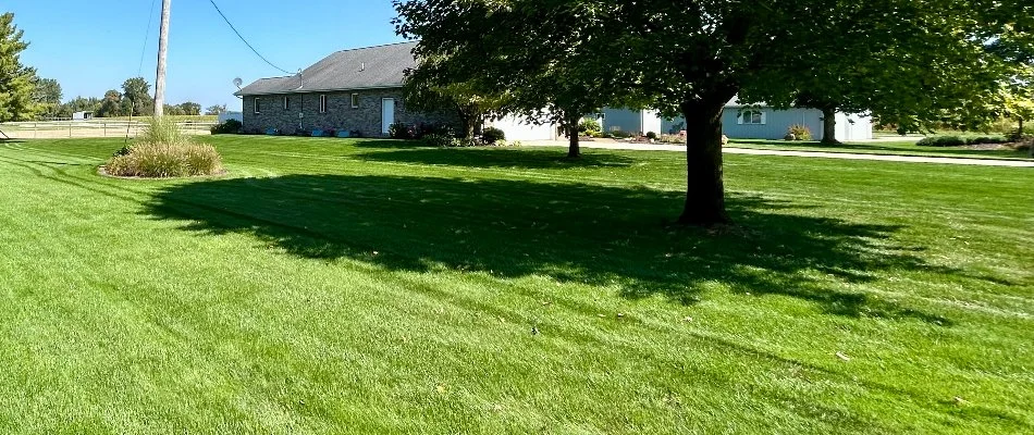 Lawn in Plainfield Charter Township, MI, with a lush tree.