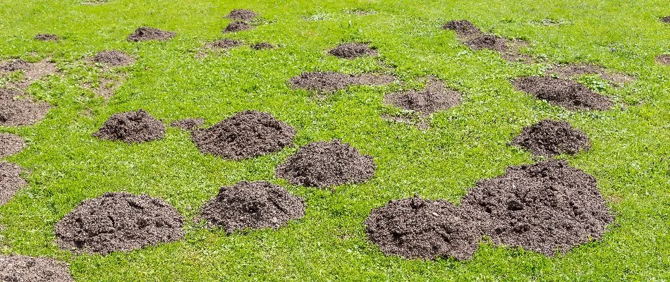 Lawn in Grand Rapids, MI, with mole hills.