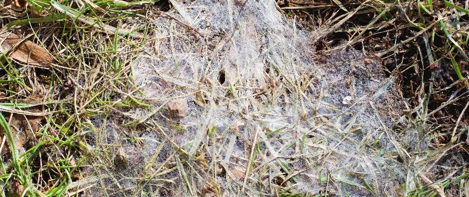 Lawn in Grand Rapids, MI, with snow mold disease.