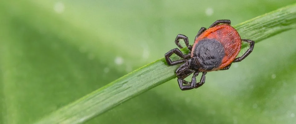 Leaf in Greenville, MI, with a tick.