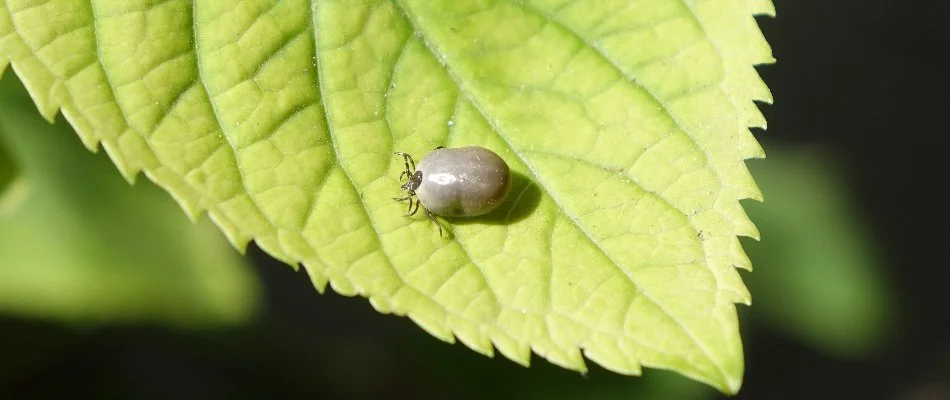 Leaf with a large tick in East Grand Rapids, MI.