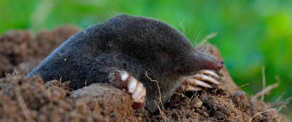 Mole on soil in Holland, MI.