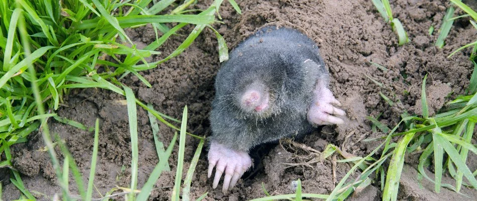 Mole on the ground in Grandville, MI.