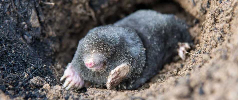 Mole on the soil in Plainfield Charter Township, MI.