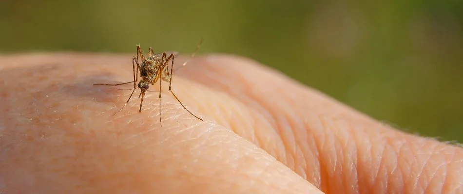 Mosquito in Hudsonville, MI, biting bare hand.
