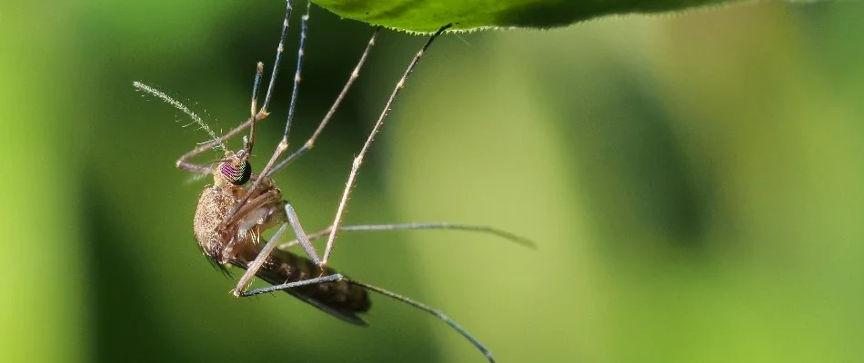 Mosquito dangling from a leaf in Allendale, MI.