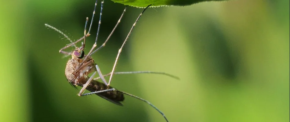Mosquito hanging off a leaf in Grand Rapids, MI.